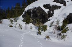 Norwegian Elkhounds Ranging In Snow