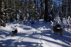 Norwegian Elkhound Hike