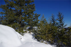 Norwegian Elkhound Hike