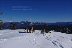 Norwegian Elkhound Hike