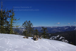 Norwegian Elkhound Hike