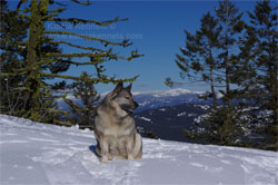 Norwegian Elkhounds Ranging