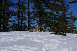 Norwegian Elkhound Hike