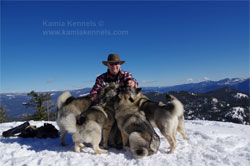 Norwegian Elkhound Hike