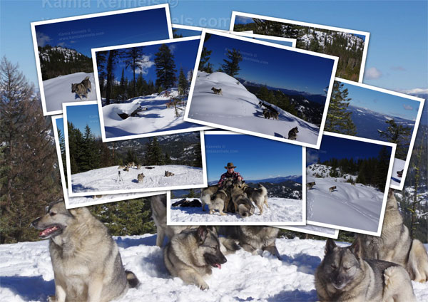 Our Offleash Elkhound Adventure