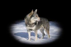 Ark Senior Jamthund Sire