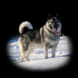 Kobe Norwegian Elkhound