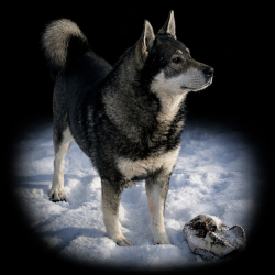 Posso Jamthund Foundation Sire
