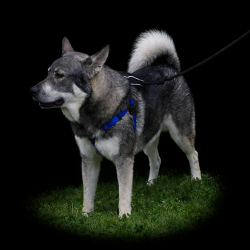 Rico Jamthund Foundation Sire