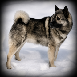 Teeko Norwegian Elkhound Sire