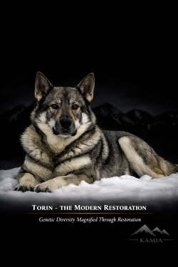 Torin Full Blood Elkhound Sire