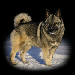 Tucker Grizzly Bear Dog