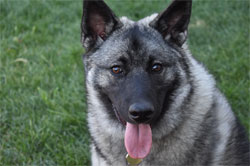 Kavik, Norwegian Elkhound Male