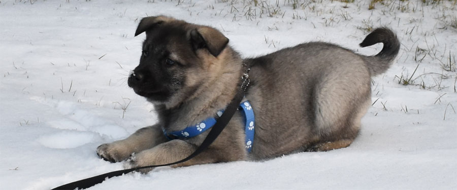 Kavik Male Elkhound