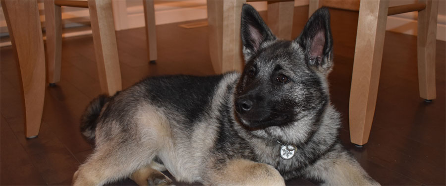 Norwegian Elkhound Male