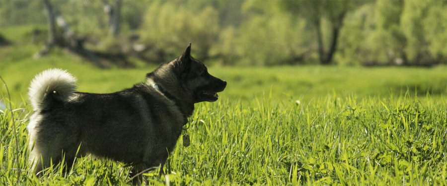 Ancient Lineage Elkhound