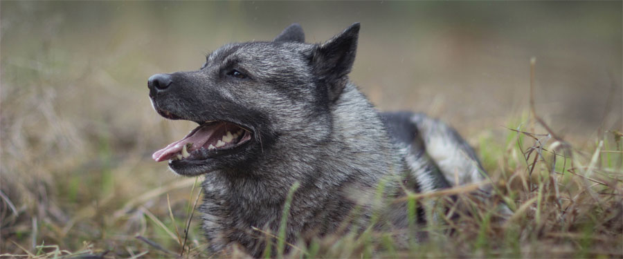 Ragnar Male Elkhound