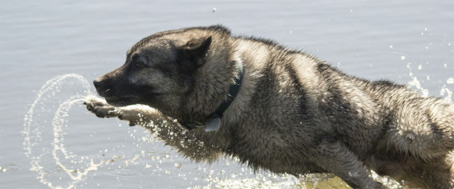 Ragnar Does Water