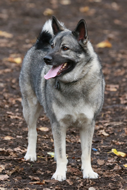 Tesla, Norwegian Elkhound Male