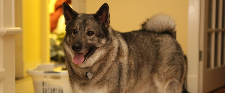 Tesla Male Elkhound