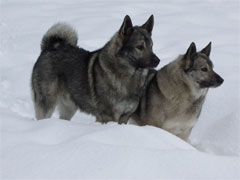 Tesla's Brother Jaegar and Sister Tora