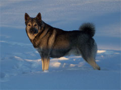 Coho's Great Grandpa Takoda