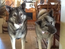 Koda and Kijsa, Brother and Sister Elkhounds