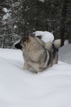 Two Elkhound Siblings, Tekla and Tuva