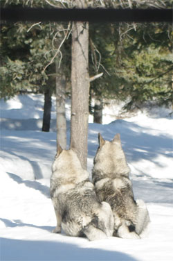 Two Elkhound Siblings, Tora and Jaegar