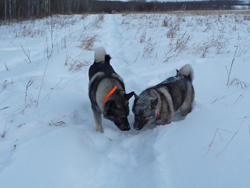 Torsten and Gunnar Norwegian Elkhound Males