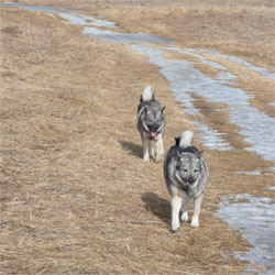 Nikeeta and Teeka Elkhound Sisters