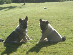 Two Elkhound Brothers Kona and Bruin